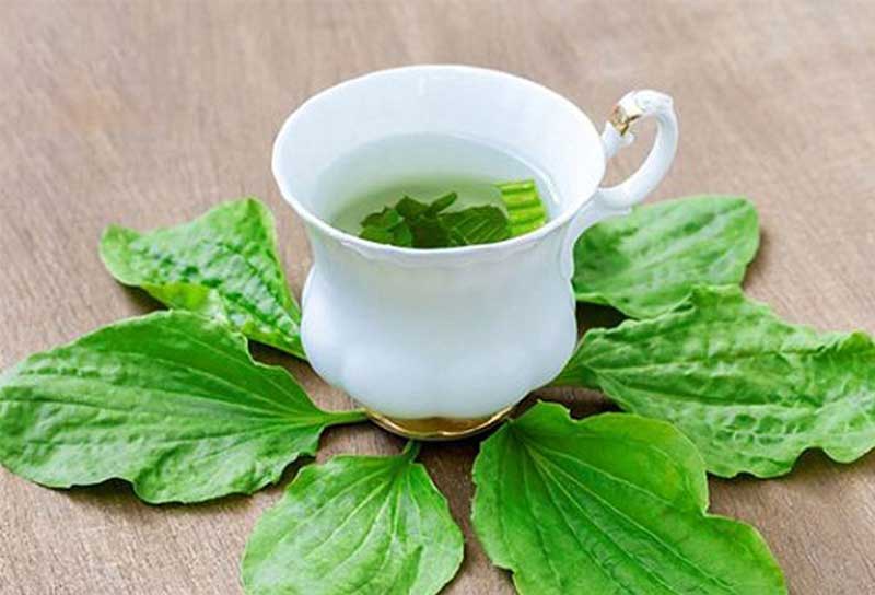 Bài thuốc chữa viêm bàng quang từ cây mã đề