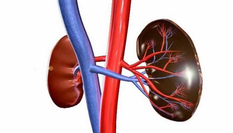 Chữa suy thận bằng đông y - An toàn và hiệu quả