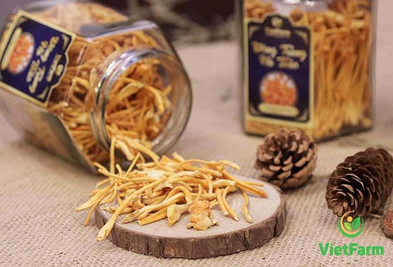 Đông trùng hạ thảo Việt Nam được nuôi cấy trên ống nghiệm đảm bảo giá trị dinh dưỡng cao