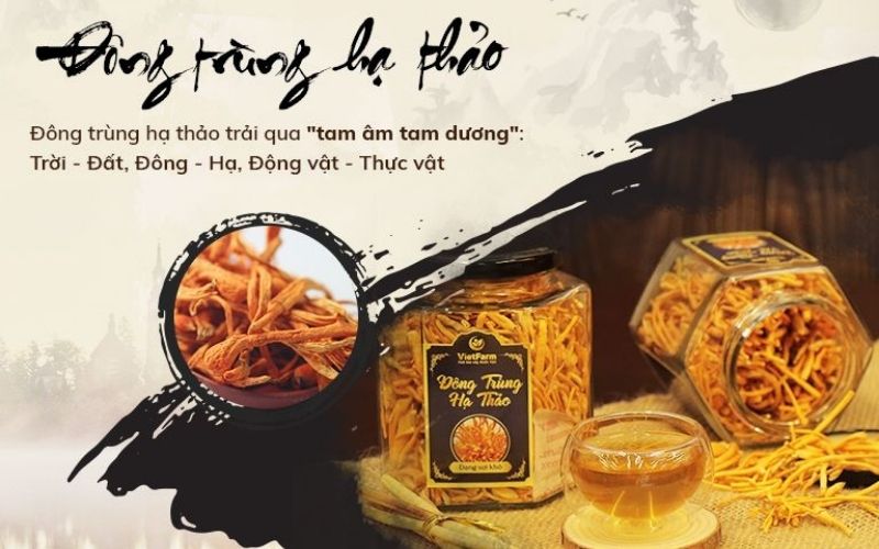 Đông trùng hạ thảo Việt Nam được nuôi cấy trên ống nghiệm đảm bảo giá trị dinh dưỡng cao