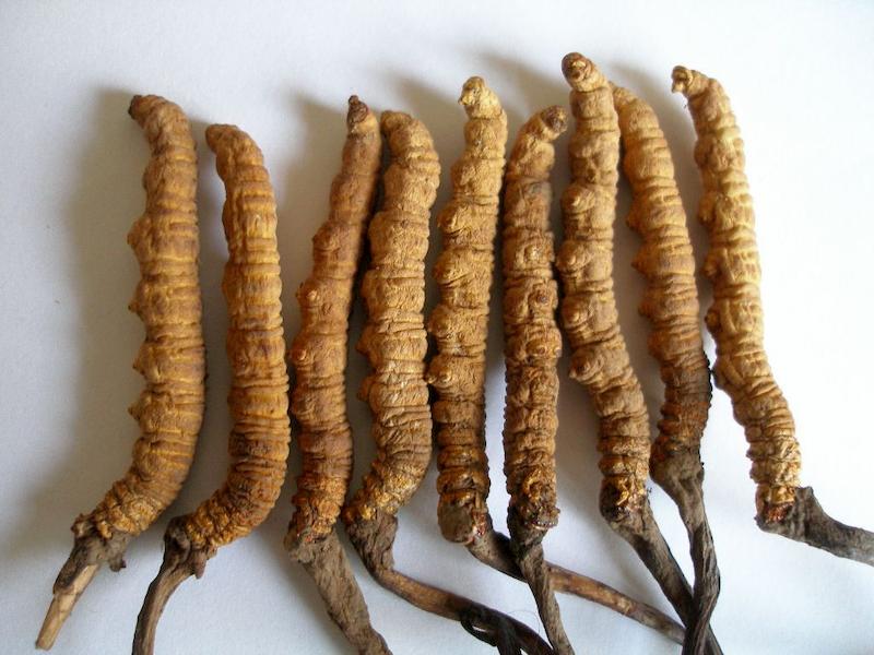 Đông trùng hạ thảo dạng nguyên con