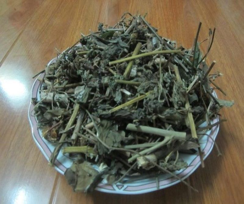 Bạch đồng nữ có thể dùng phần rễ và lá để làm dược liệu