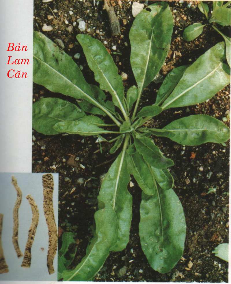 Cây thuốc bản lam căn