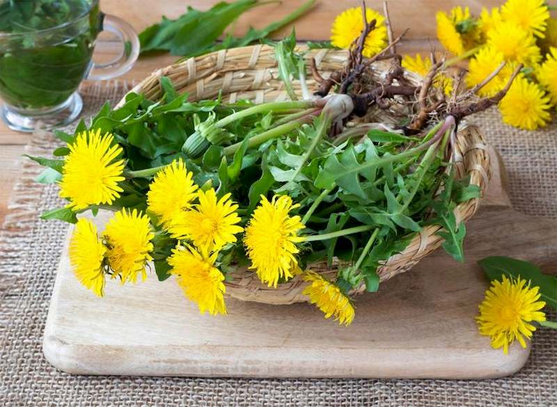 Cây dược liệu bồ công anh