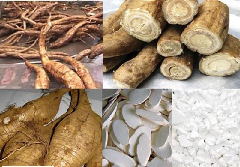 Loại cây này có rất nhiều tác dụng tuyệt vời khác nhau