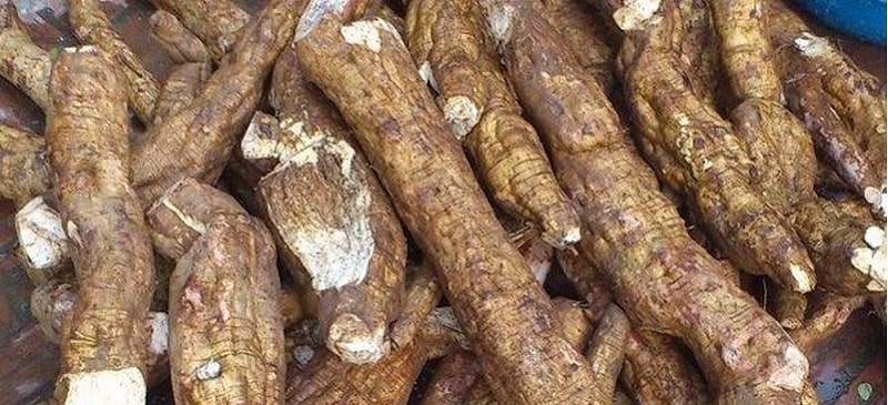 Loại cây được trồng ở nhiều nơi khác nhau tại Việt Nam