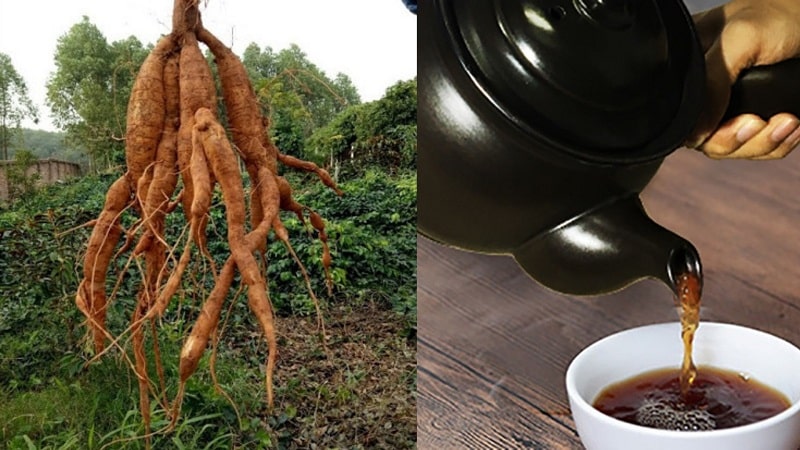 Sâm cát dùng để chữa suy nhược cơ thể