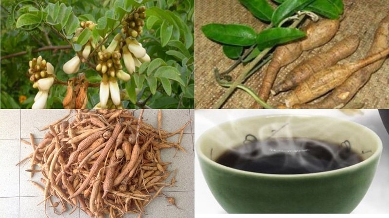 Sâm cát có nhiều tác dụng khác nhau trong việc chữa bệnh