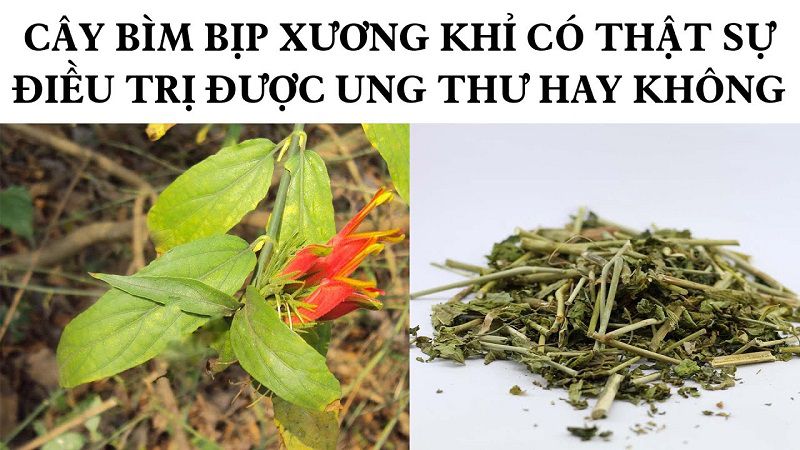 Bìm bịp chữa bệnh ung thư không, mua ở đâu?