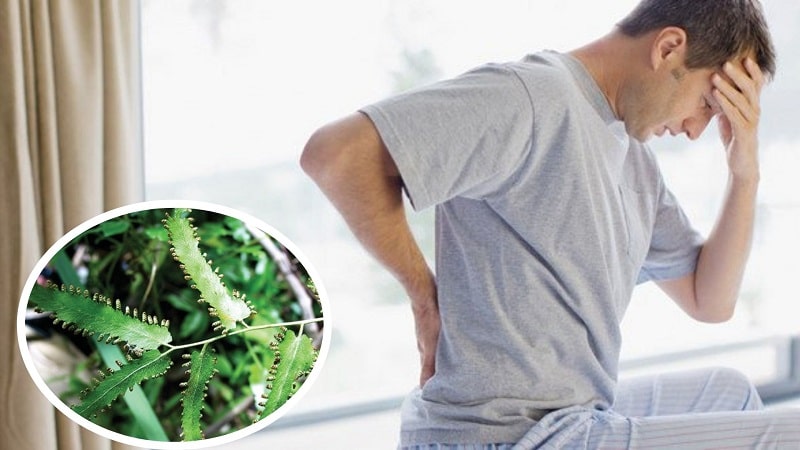 Loại cây này rất tốt cho bệnh sỏi thận