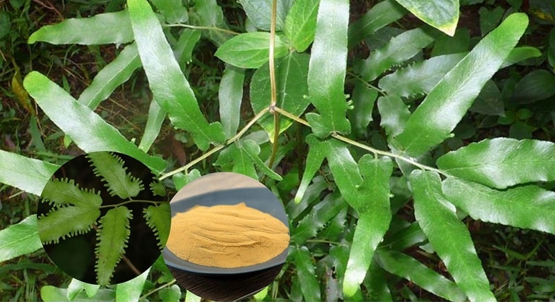 Cây bồng bông còn có thể trị chứng tiểu khó