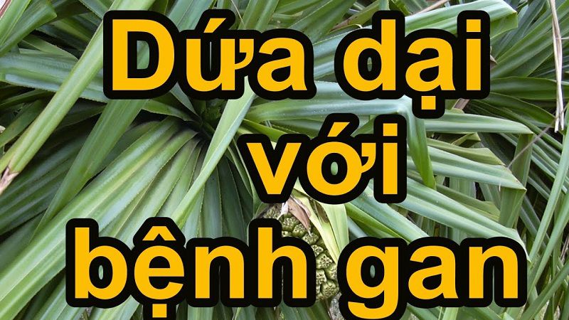 Dứa dại chữa bệnh gan