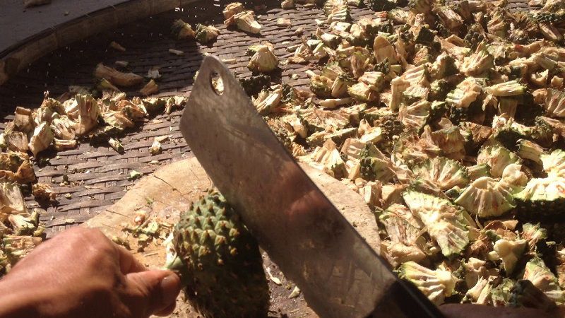 Sau khi thu hoặc, người ta phân loại, chia nhỏ và làm khô để dùng dần