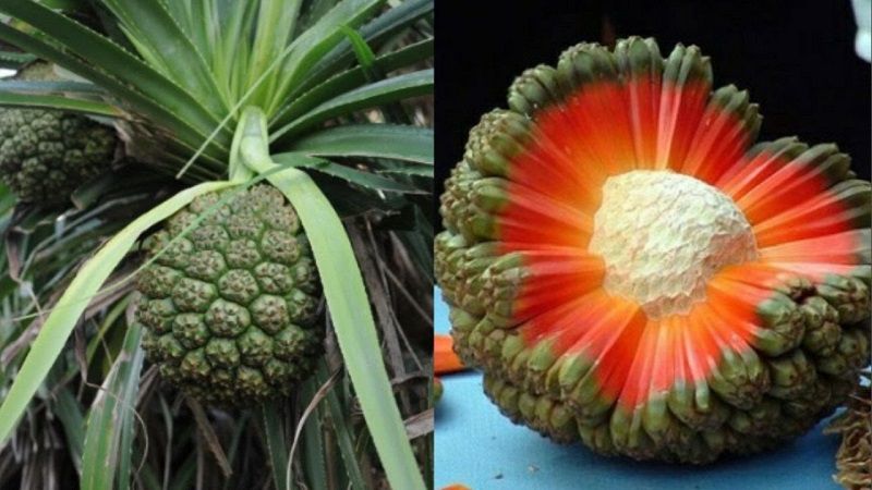 Quả dứa dại có các múi, mắt khá dày và khác với dứa thường