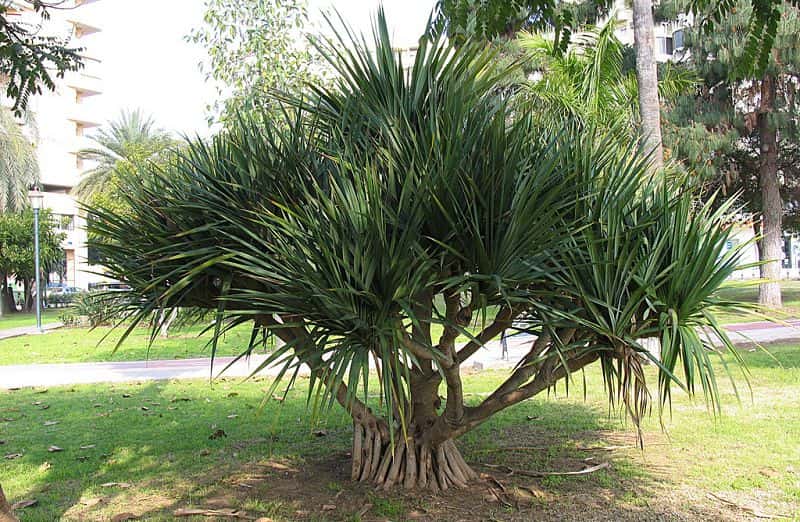 Chỉ nên lấy phần rễ gần mặt đất để làm thuốc