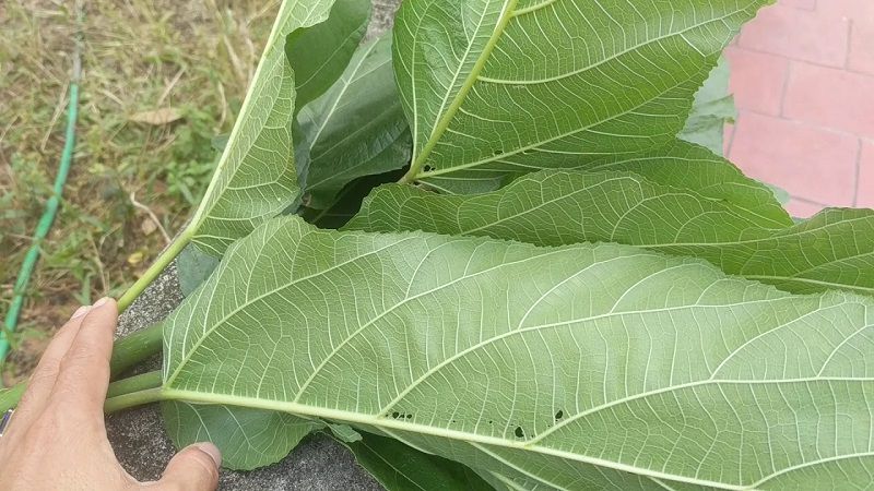 người ta cũng dùng cây này để trị bệnh xương khớp