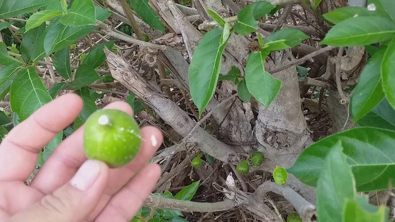 Không dùng quả ngái xanh để trị bệnh tiêu chảy
