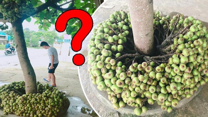 Ngái sung và vả rất dễ nhầm lẫn với nhau, nhưng nếu quan sát kỹ lá, quả thì có thể phân biệt được
