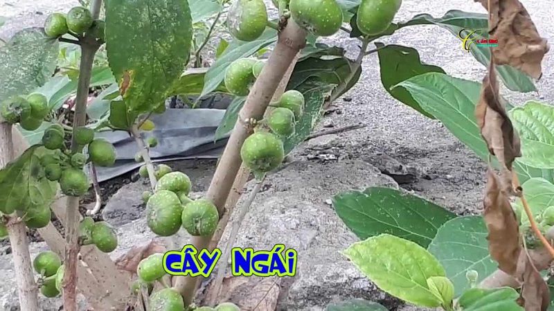 Nhiều bộ phận của cây này như búp non, lá, quả và vỏ rễ đều dùng làm dược liệu được