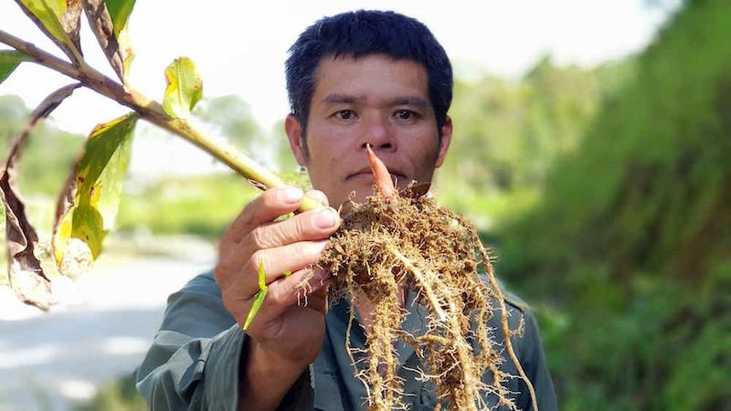 Phần củ và rễ cây thuốc ngải tiên