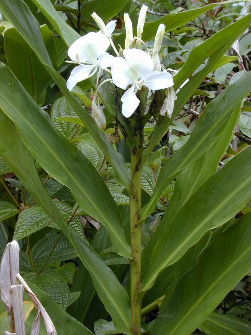 Cây ngải tiên