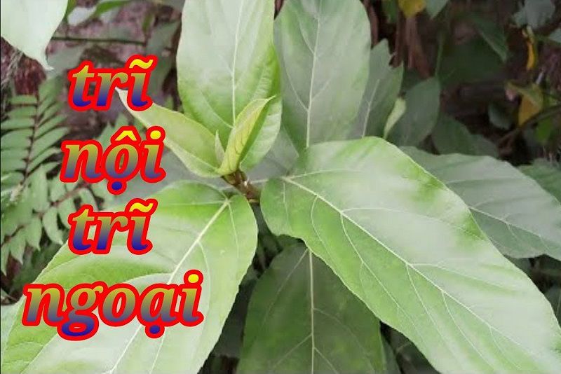 Ngái sung chữa trĩ nội, trĩ ngoại đều hiệu quả