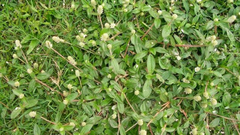 Kiên trì sử dụng dược liệu, triệu chứng bệnh tiểu đường sẽ suy giảm nhanh chóng