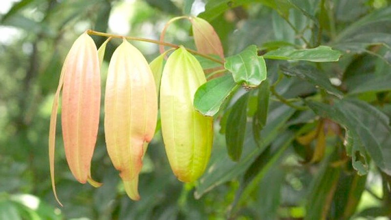 Ô dược là vị thuốc có chứa các thành phần giúp ích cho sức khỏe