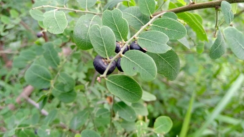 Một trong những công dụng tốt của cây phèn đen phải kể đến là trị mụn nhọt