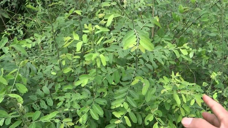 Phèn đen là dược liệu được dùng chữa bệnh phổ biến ở khắp nơi trên thế giới