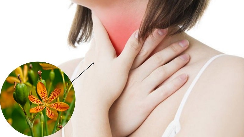 Bài thuốc từ cây rẻ quạt chữa viêm họng thể nhẹ
