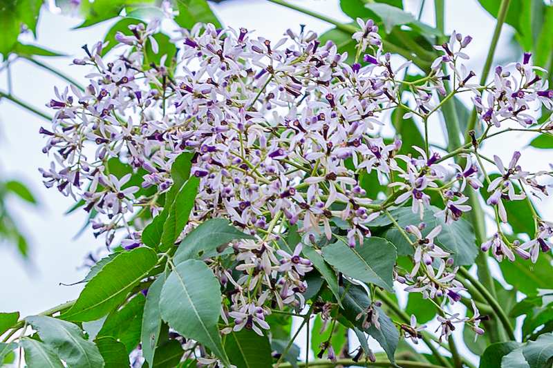Tất cả các bộ phận của cây sầu đâu đều có công dụng làm thuốc chữa bệnh