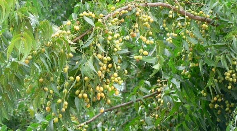 Có thể trị hói đầu và giữ tóc đen mượn hiệu quả bằng dược liệu sầu đâu