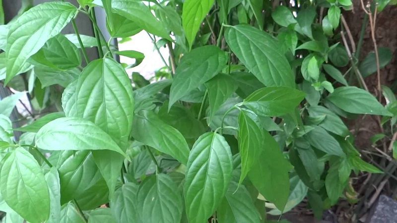 Hình ảnh cây xương khỉ ngoài tự nhiên