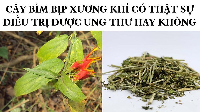 Loại cây này có thể chữa ung thư?