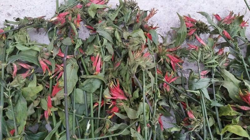 Cây xương khỉ phơi khô