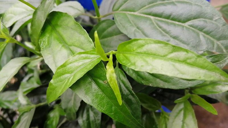 Cây xương khỉ được trồng ở nhiều