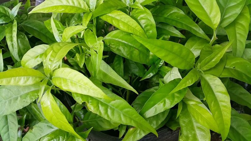 Cây này khá giống với cây hoàn ngọc, chỉ khác chủ yếu ở màu sắc hoa và lá