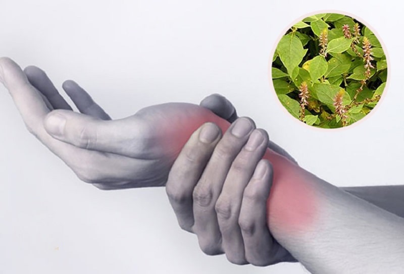 Cỏ xước rất tốt với những người bệnh bị xương khớp
