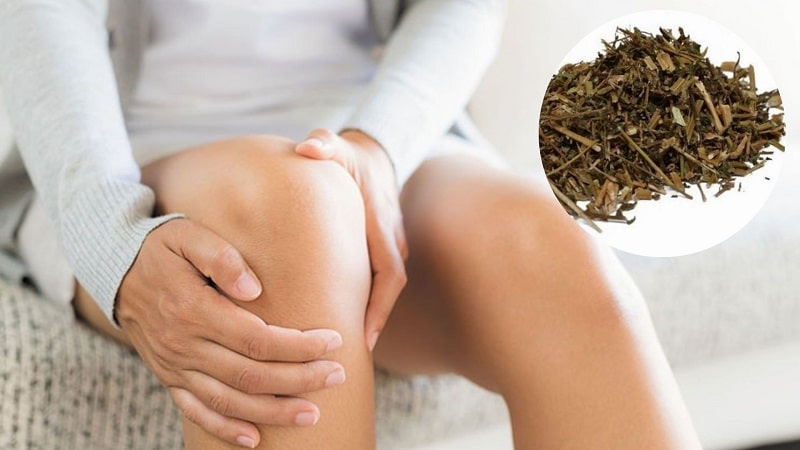 Cỏ xước trị mỏi gối