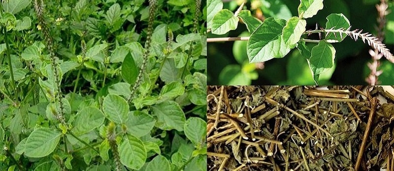 Uống thuốc sắc từ cây cỏ xước có thể phòng tránh và chữa bệnh máu nhiễm mỡ