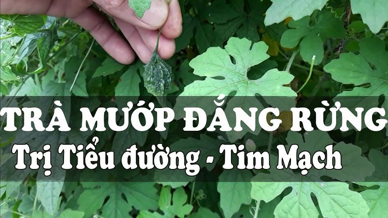 Trị tiểu đường bằng khổ qua rừng có nhiều cách, trong đó có mẹo pha trà