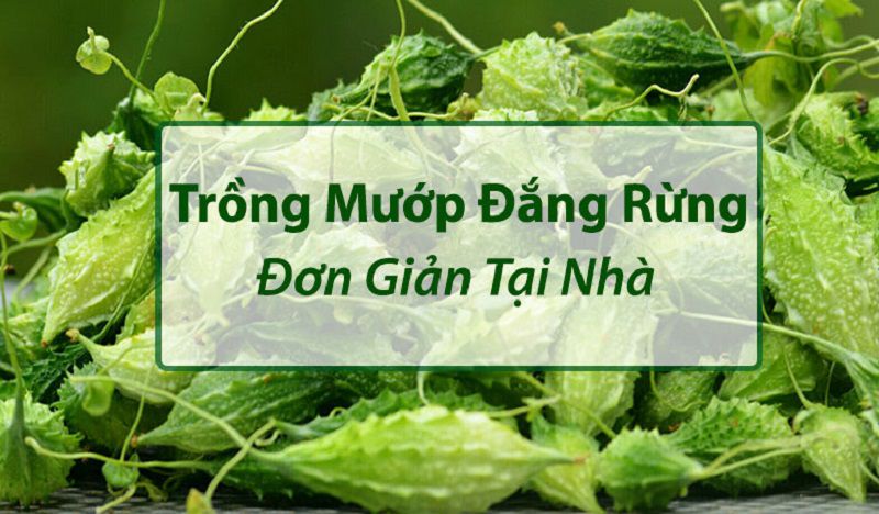 Trồng mướp rừng tại nhà như thế nào đúng kỹ thuật?