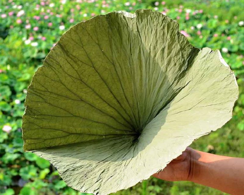 Tâm vị hỏa thịnh chữa bằng hà diệp thế nào? Bài thuốc liên quan