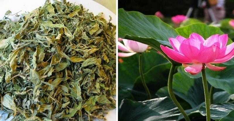 Nên chọn mua dược liệu tại cơ sở uy tín, chất lượng