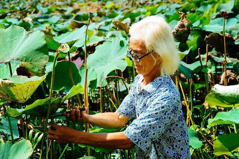 Cắt những lá không quá non hoặc quá già từ đầm, hồ về, sơ chế và bảo quản