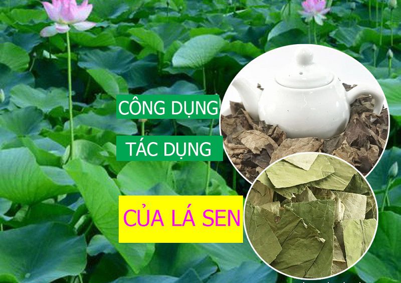 Trong mỗi lá này chứa rất nhiều dược chất quý như là tamin, roemerin hay các axit hữu cơ và vitamin