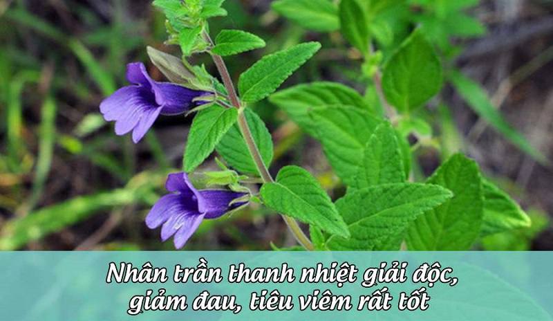 Nhân trần giúp thanh nhiệt