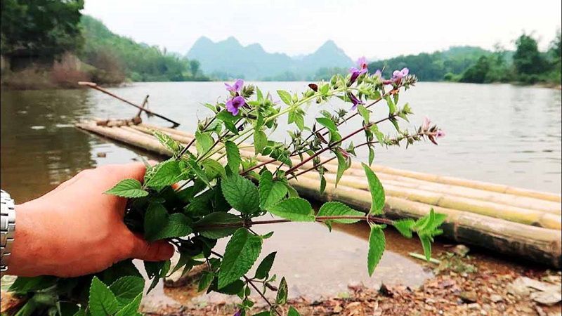 Đây là cây thân cỏ