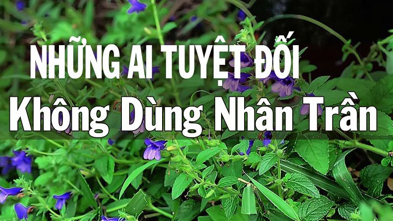 Chú ý đối tượng không nên dùng nhân trần